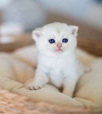 Британские шиншиллы котята