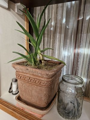 Подам алоэ с горшком