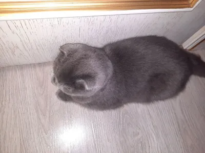 Мушук киз бола фолд