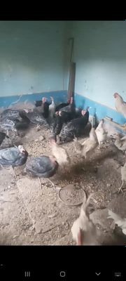 Индук Курка домашние