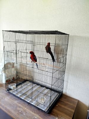 продаётся пара пенантовых розелл