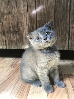 Продаётся британский вислоухий котёнок