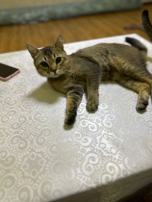 Кот
