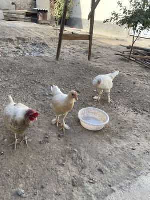 Oq tovuq tuxum qoyadi