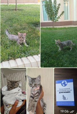 Мушук пародаси американская коротка шерсть вакцинаси бор паспорт бор