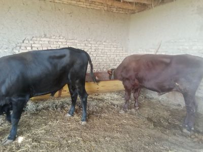 Buqalar sotiladi