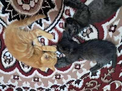 Mushukcha kichkina 2 oylik asalcha