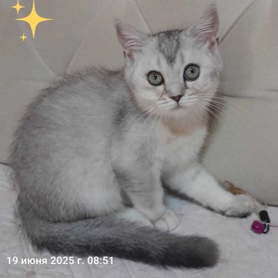 Продается котенок мальчик шиншилла