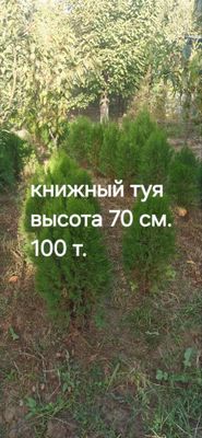 Туя книжный дарахт сотилвотти