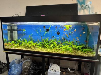 Akvarium. Baliqlari bilan. 400 litr