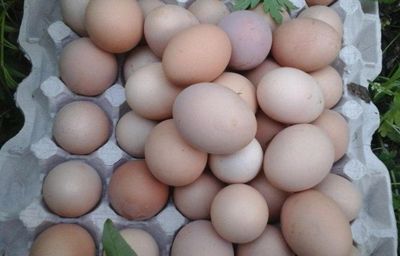 Домашний тухумлар сотилади