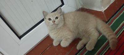 Mushuk zotdor sotiladi