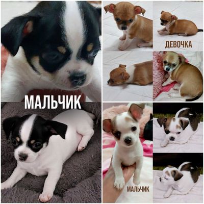 Продаю Чихуахуа Миники