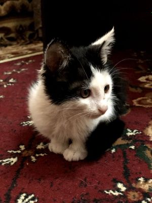 Продается котик британский