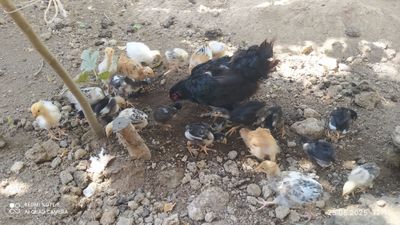 Товук жужулари билан