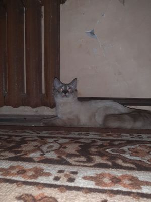 SOTILADI Zoti Siyam toza qon Jinsi erkak Yoshi yitti oylik Aqilliy