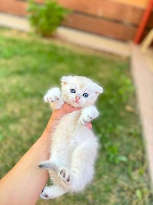 Породыстие котята