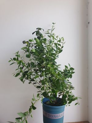 Galubika ko’chati Галубика