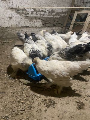 Bramalar bor 3 oyik 24 ta 120 sum kelishamiz