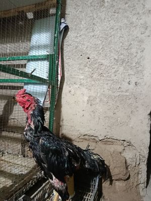 Xòroz sotiladi 1.5 yillik