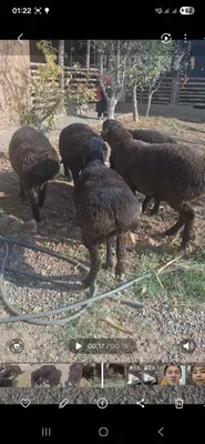 Жайдари уйда бокилган кучкорлар