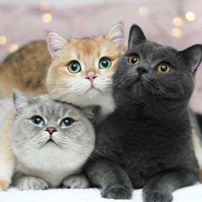 Беру на передержку кошечек и котиков