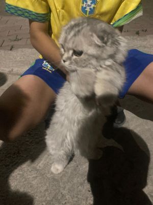 Кошка породистая