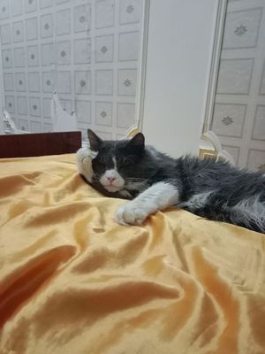 Пропал кот в Чирчике 8микр