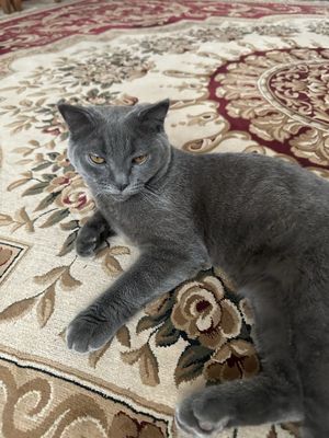 Вязка, Scottish Fold