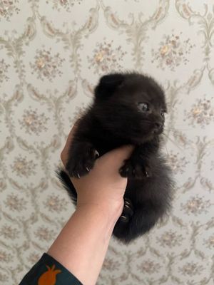 Скоттишфолд болалари
