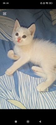 Породистая кошка турецкая ангора