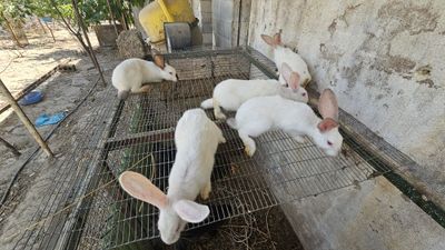 Куён боллари сотилади 8та