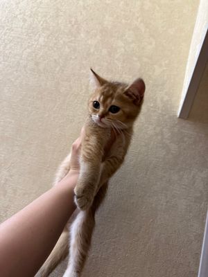 Scottish fold zolotaya shinshilla