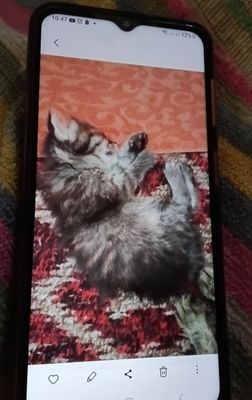 Котёнок от сибирской кошки