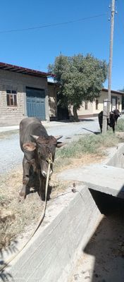 Хукиз новас бик сотаман