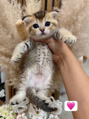 Котята породы золотистой шиншилы