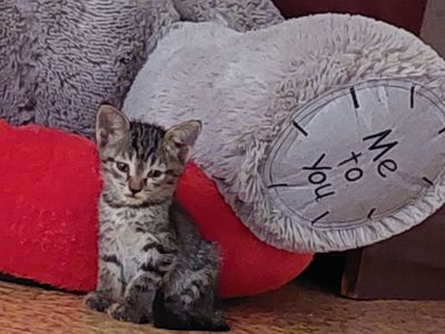 Котята бесплатно только в хорошие руки