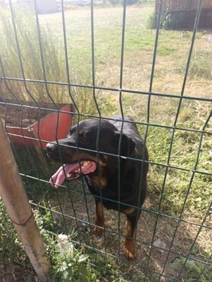Rotveyler kuchuk 1 yosh