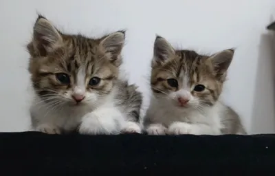 mushuklarni yaxshi insonlarga hadya qilamiz