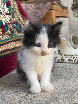 Котята игривые. ,
