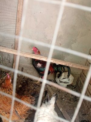 Товуклар, хонаки товуклар ва хуроз