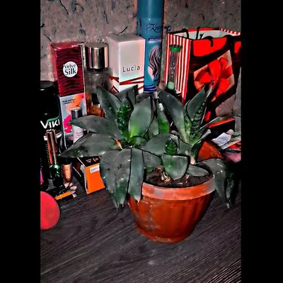 men bu gulni sotmoqchiman narxi 50 ming som