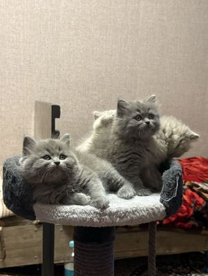 Крупные котята готовы к переезду