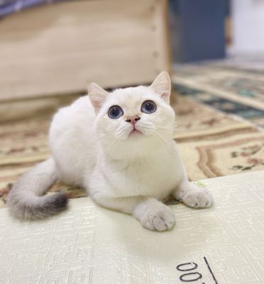 Продается color point chinchilla