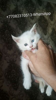 Продаются Мейн-кунчики Котята Мальчик и Девочка!