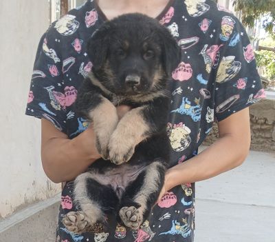 Немецкий овчарка
