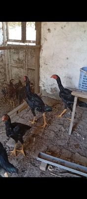 Сотилади даканлар жужалар