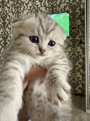 Серебристый Шиншилла