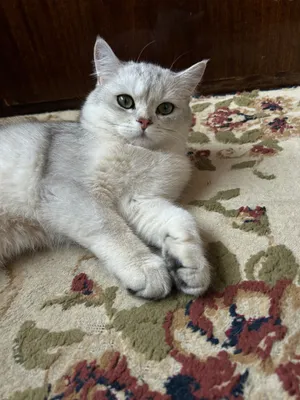 Продается серебристая шеншила