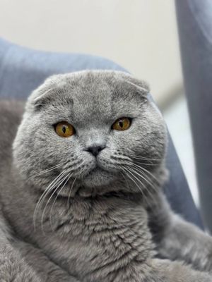 Продается Кот породы Вислоухая